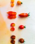 Pomodori